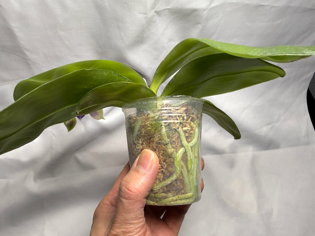 Phalaenopsis SWR GV Bell - Seed Grown 260407 Flowering