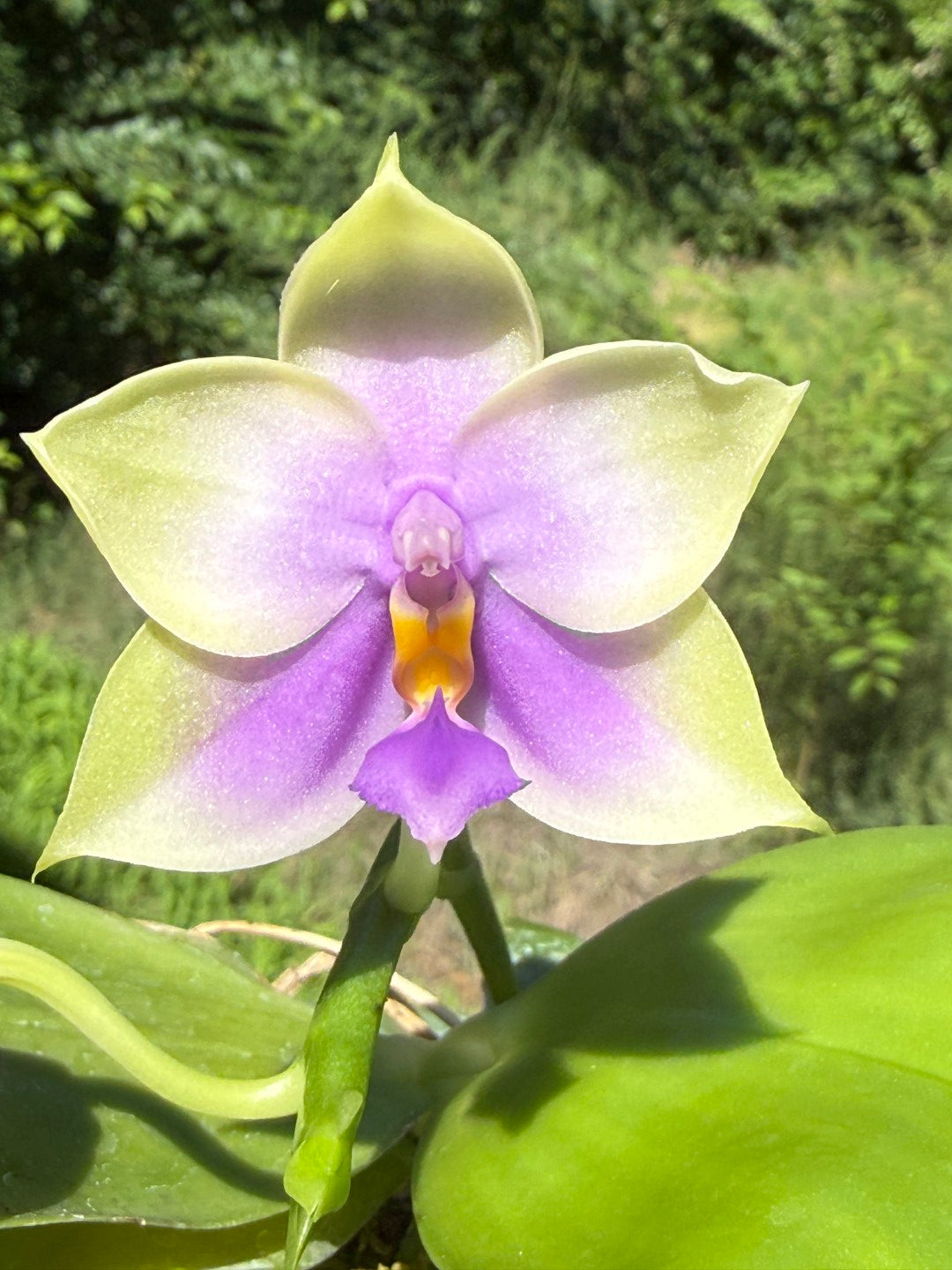 Phalaenopsis SWR GV Bell - Seed Grown 260531 Flowering