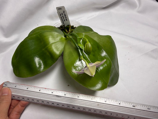 Phalaenopsis SWR GV Bell - Seed Grown 260614 Flowering 2 spikes
