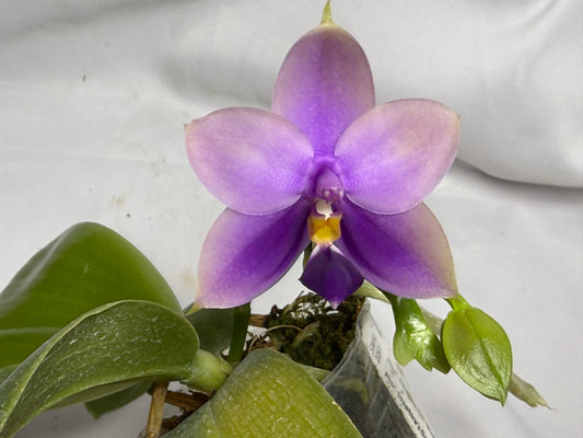 Phalaenopsis SWR GV Bell - Seed Grown 260615 Flowering