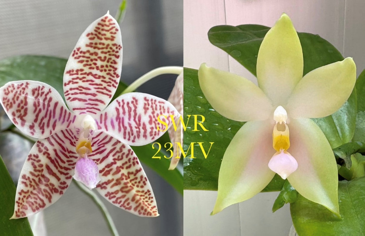 Phalaenopsis Martina Lippold - Seed Grown