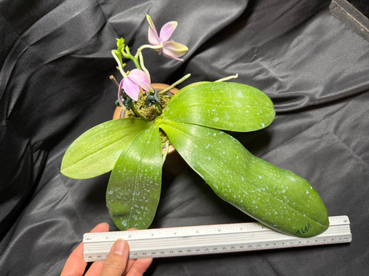 Phalaenopsis Martina Lippold - Seed Grown 260703 Flowering Very Fragrant 2 spikes
