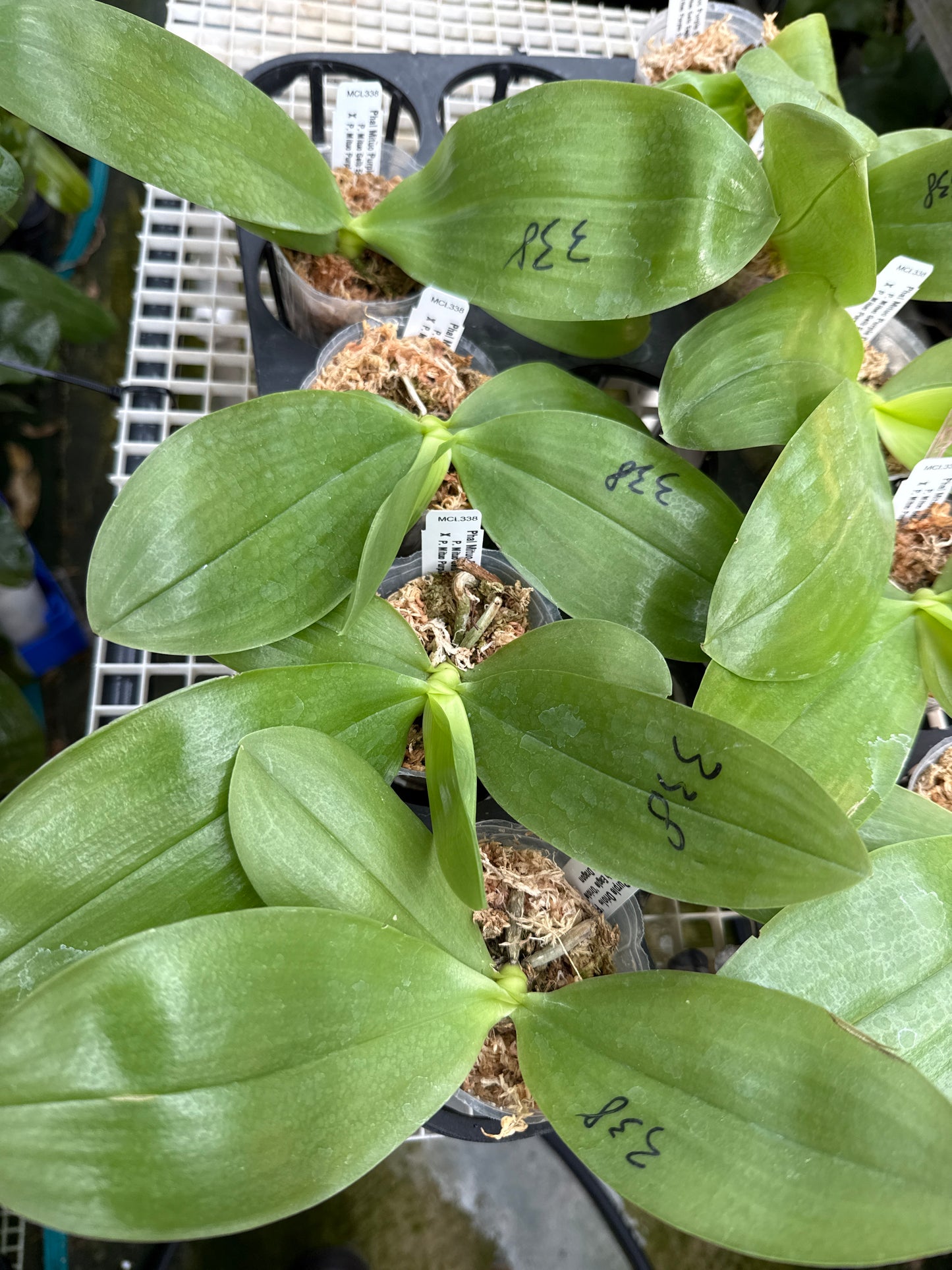 Phalaenopsis Mituo Purple Oriole 'Fireworks'