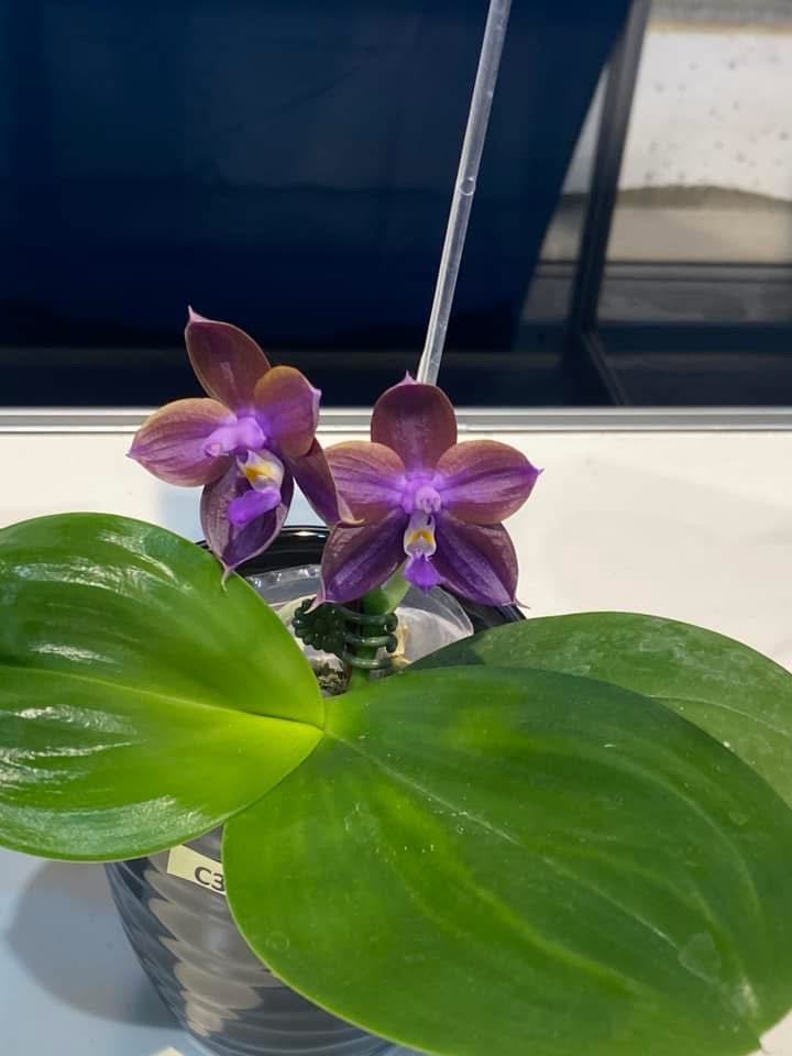 Phalaenopsis Mituo Obsidian 'Neptune'