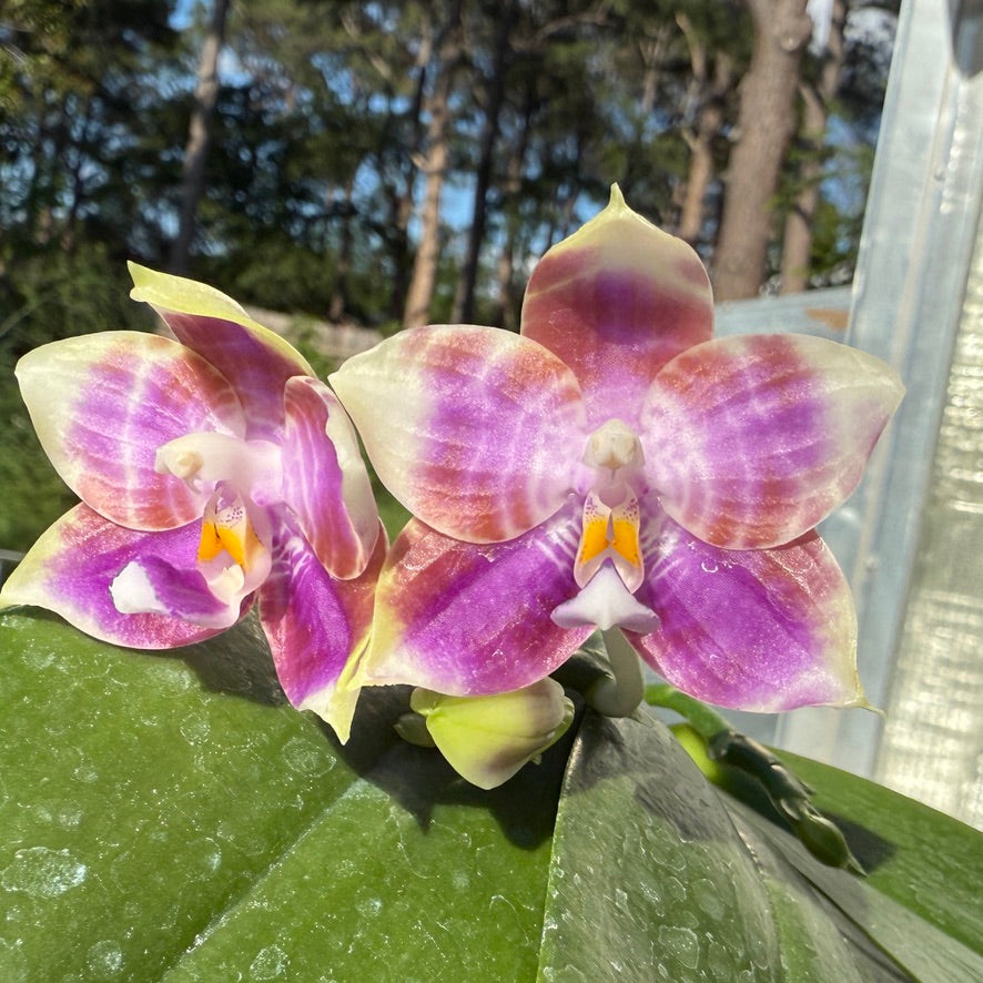 Phalaenopsis Mituo Colorful Gem 250509 Flowering Seed Grown 2 spikes