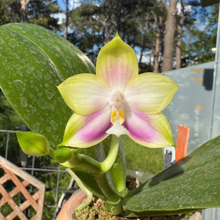 Phalaenopsis Mituo Reflex Dragon 'Lilac' 250509 Flowering