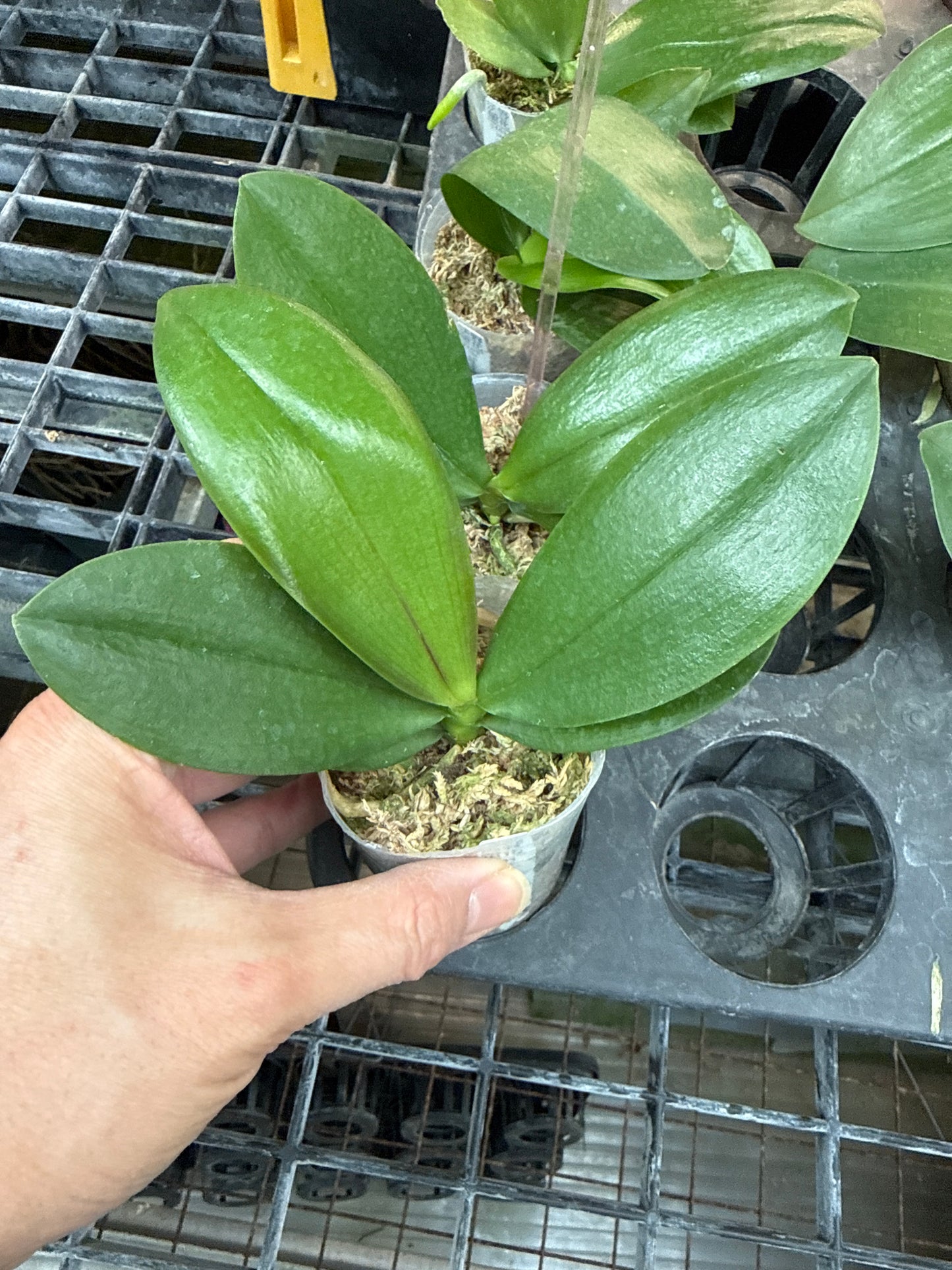 Phalaenopsis Frey'as Black Pearl 'Freya'