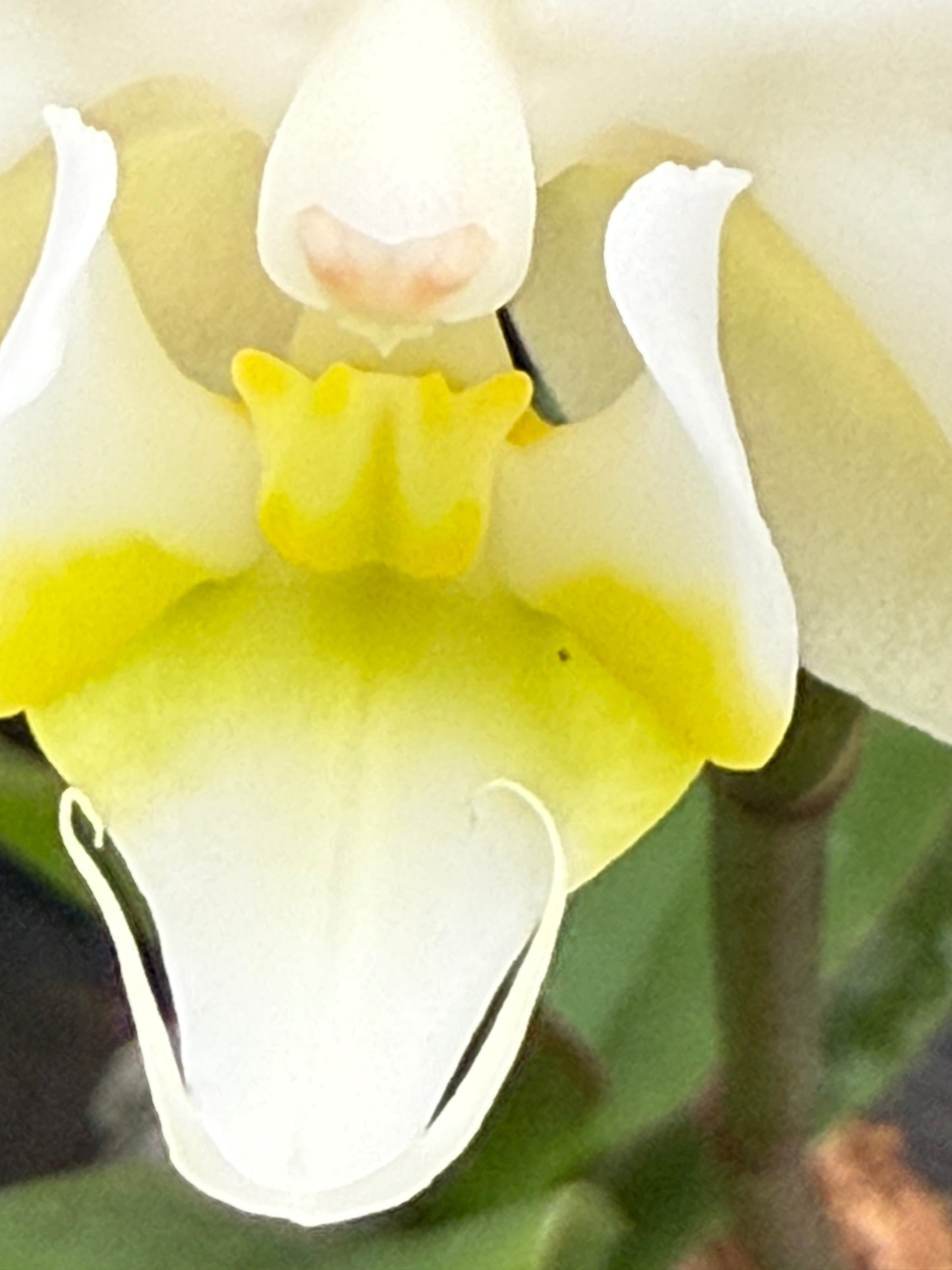 Phalaenopsis amabilis 'alba' x self - Seed Grown Spiking