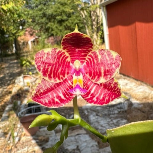 Phalaenopsis (Zheng Min Etching × Brother Ambo Passion) 230826 Flowering