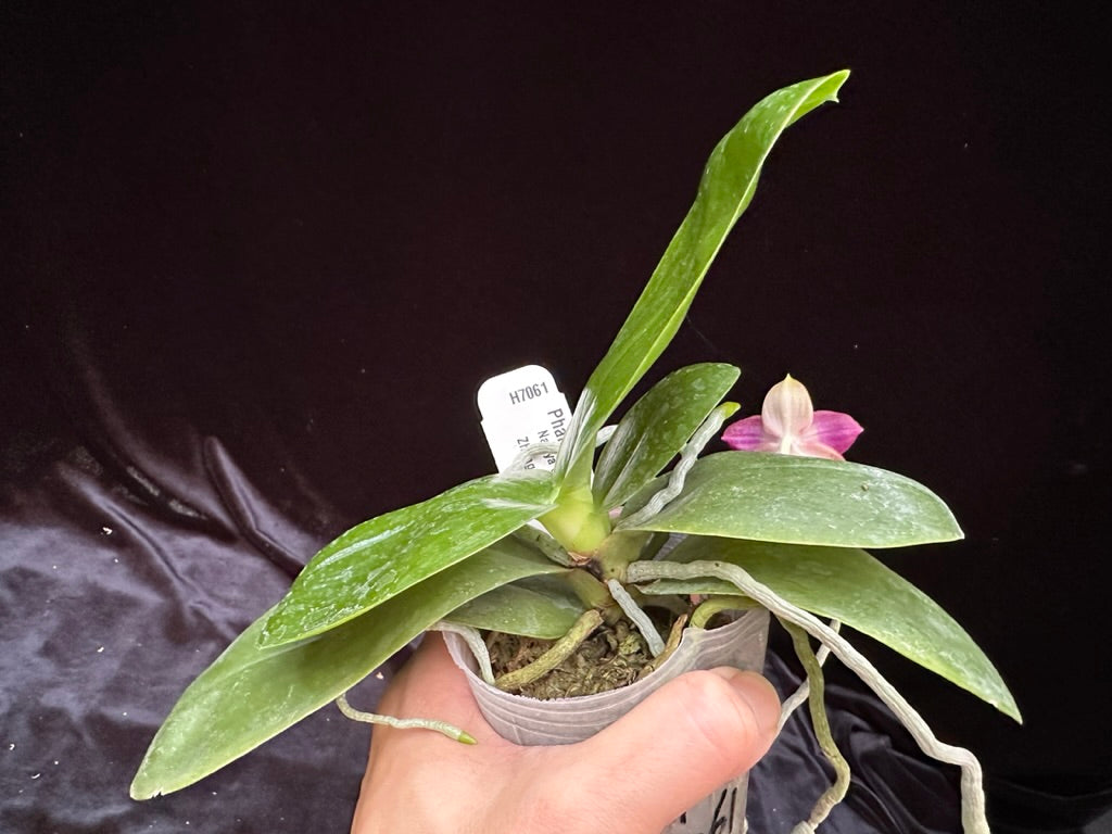 Phalaenopsis Zheng Min Atayal 230621