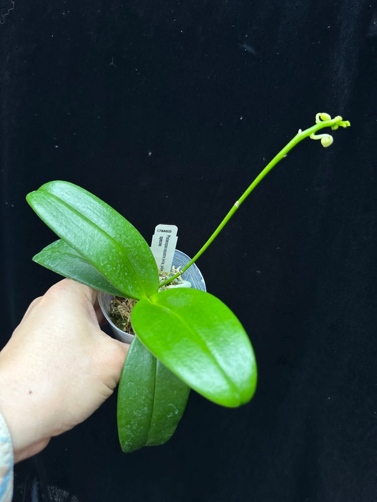 Phalaenopsis equestris var. aurea x sib