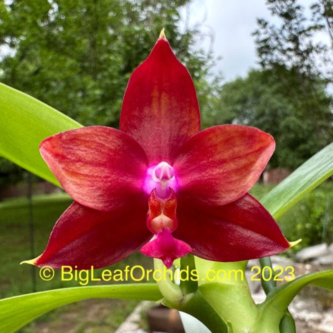 Phalaenopsis (Yin's Fire phoenix × Yin's Purple Kaiulani) Seedling