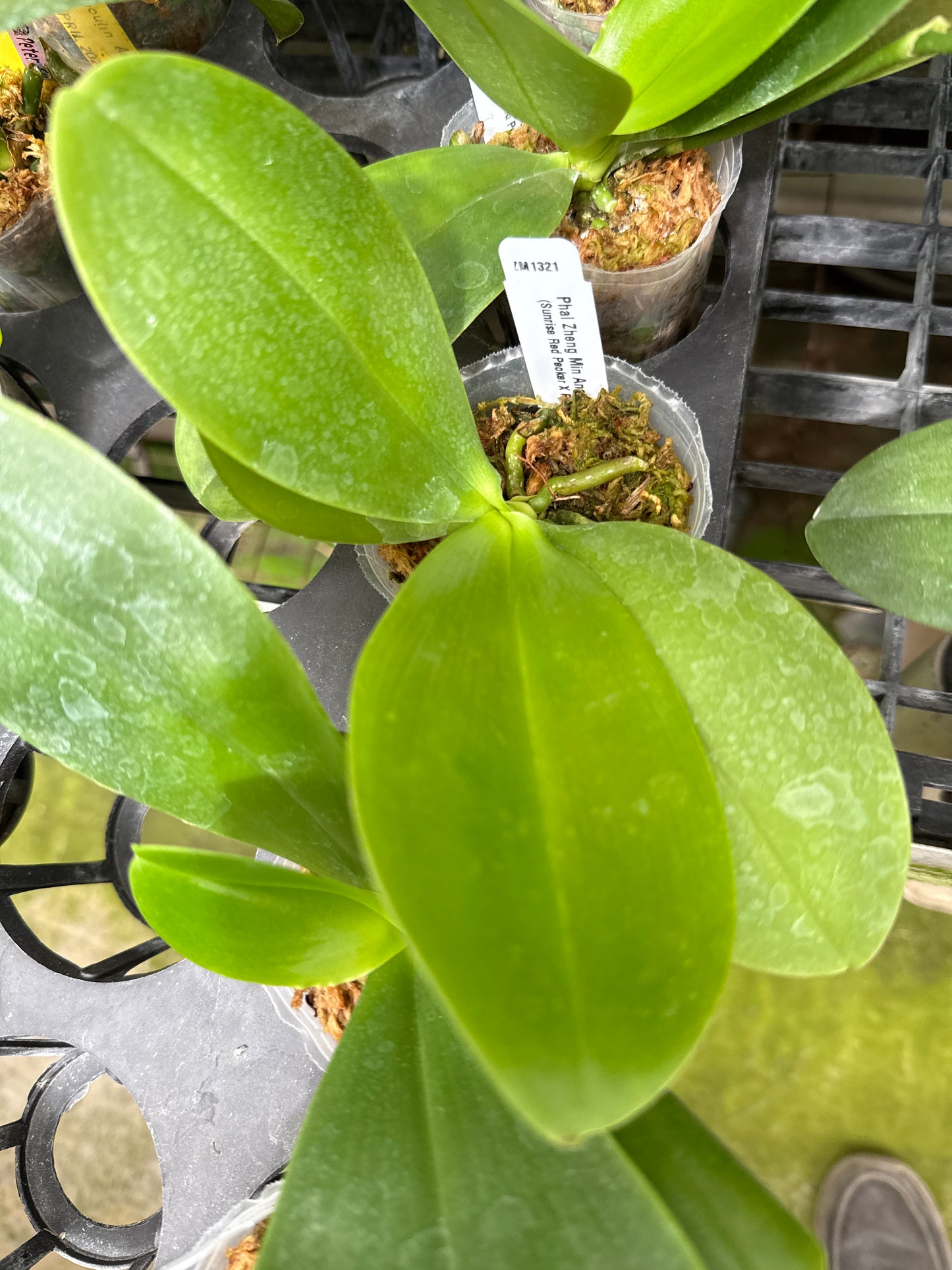 Phalaenopsis Zheng Min Anaconda 'Peter' Spiking