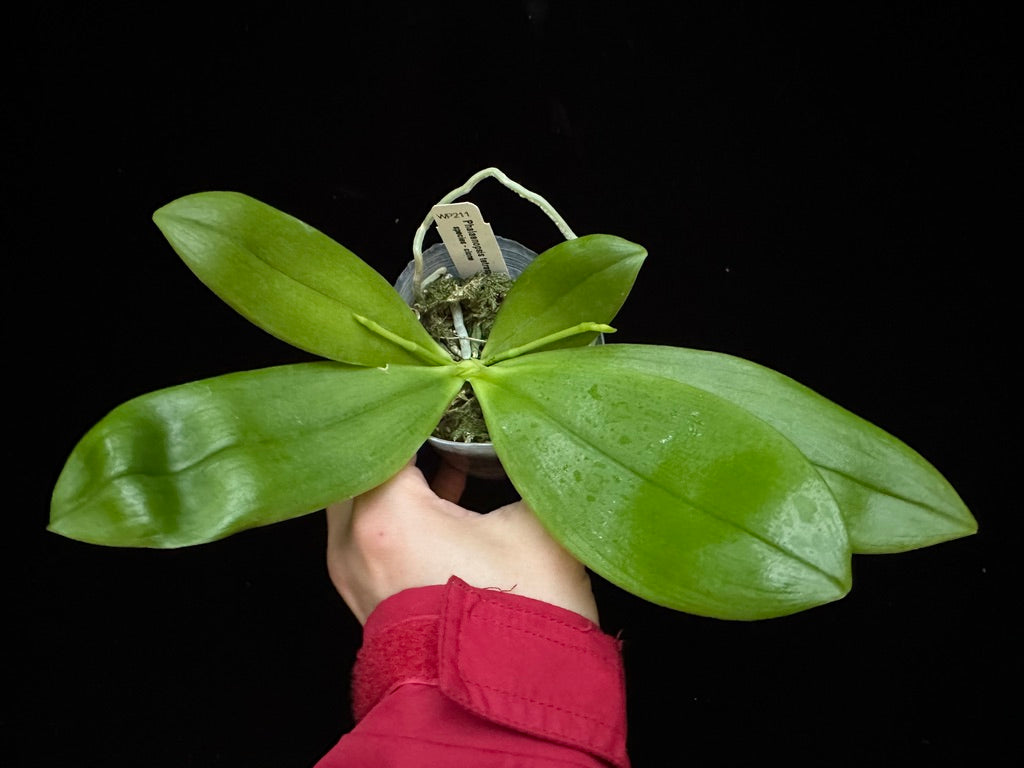 Phalaenopsis tetraspis 'Wilson 214' 231120 Spiking