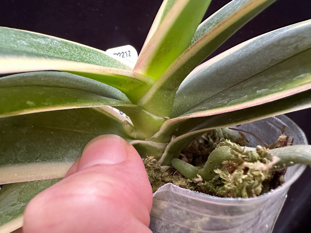 Phalaenopsis Chia E Yenlin 'Variegata' 231120 Spiking