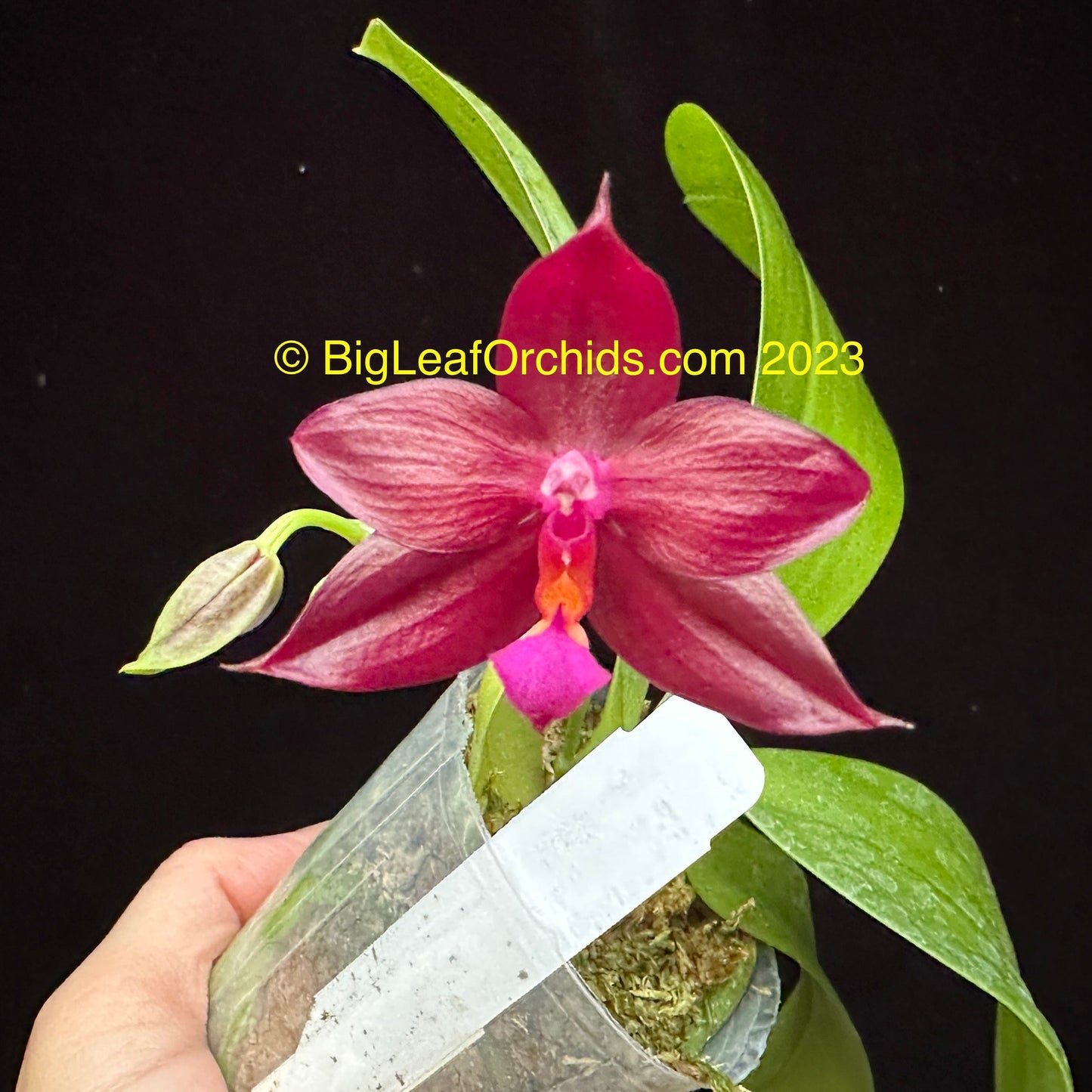 Phalaenopsis Yin's Meticulous Redpearl 230703 Flowering
