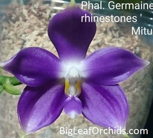Phalaenopsis Germaine Vincent 'Rhinestones'