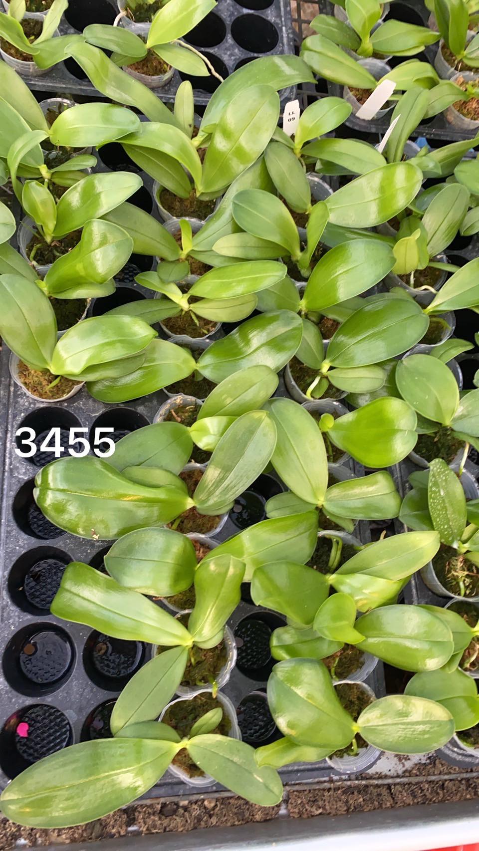 Phalaenopsis (violacea X LL Blue In Green)