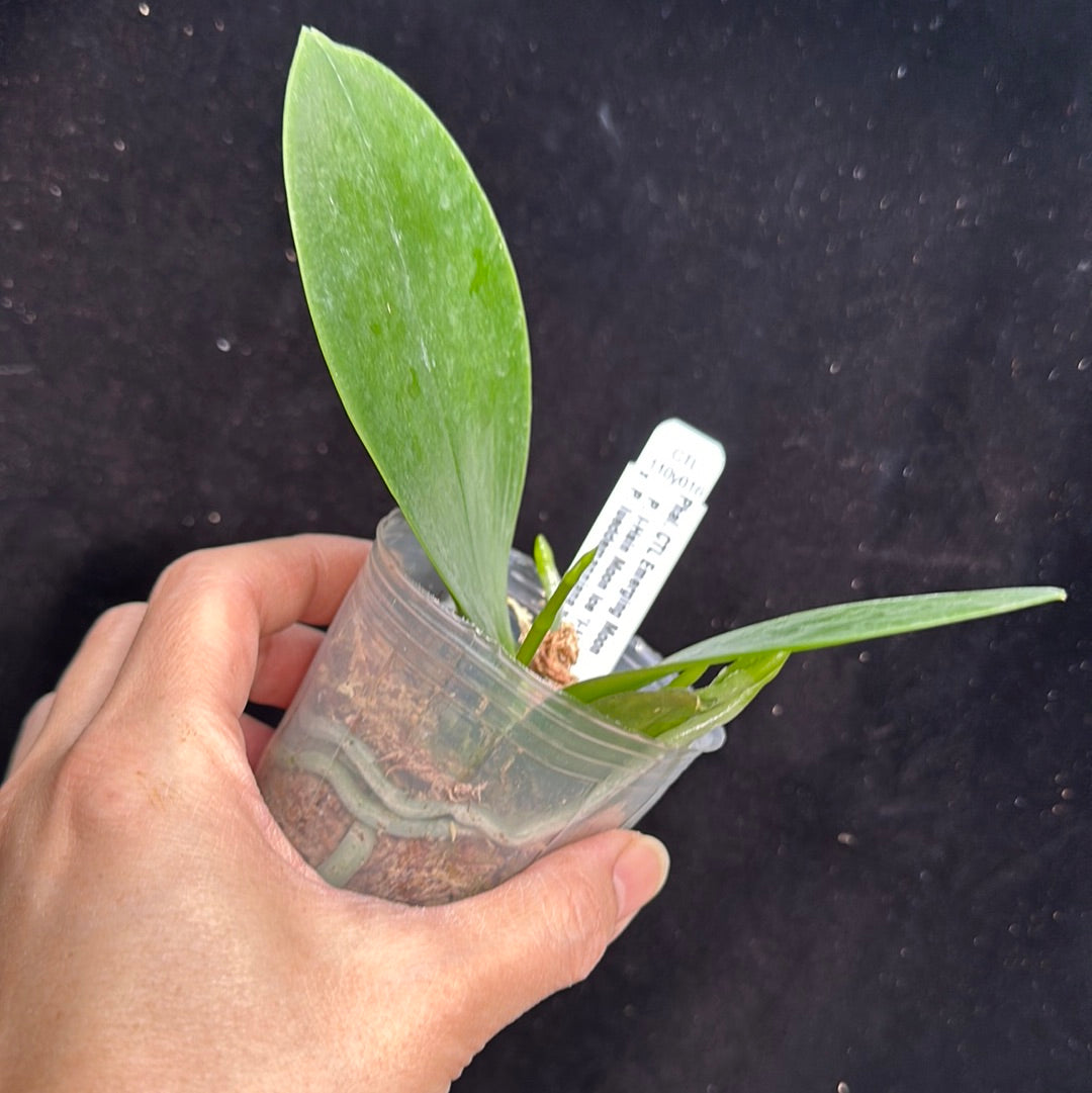 Phalaenopsis (I-Hsin Moon Ice x lueddemanniana v. blue) Seedlings