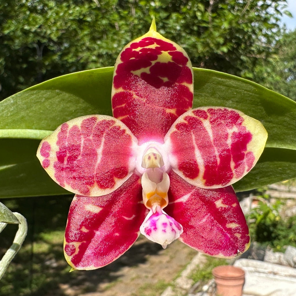 Phalaenopsis Mituo Mibs Passion 'Mituo #1' 230604