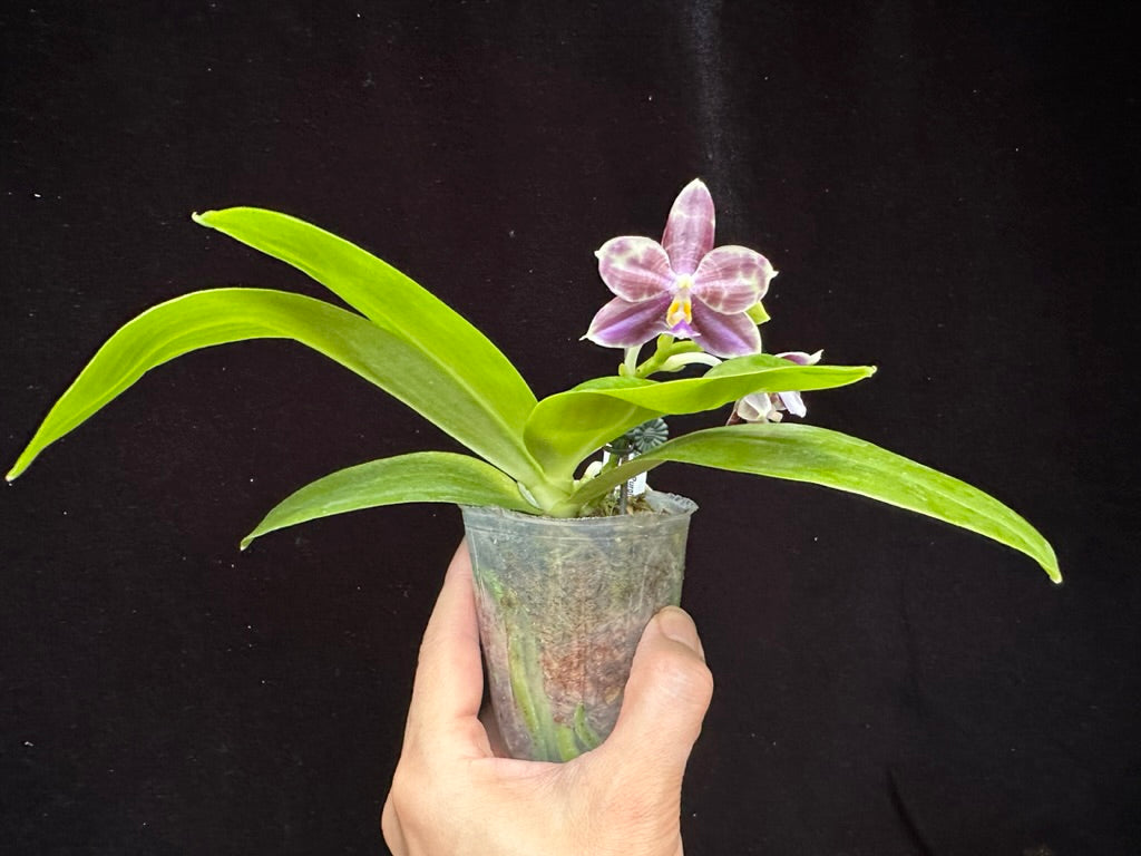 Phalaenopsis Mituo Purple Dragon 'Blue Python' 230810 Flowering