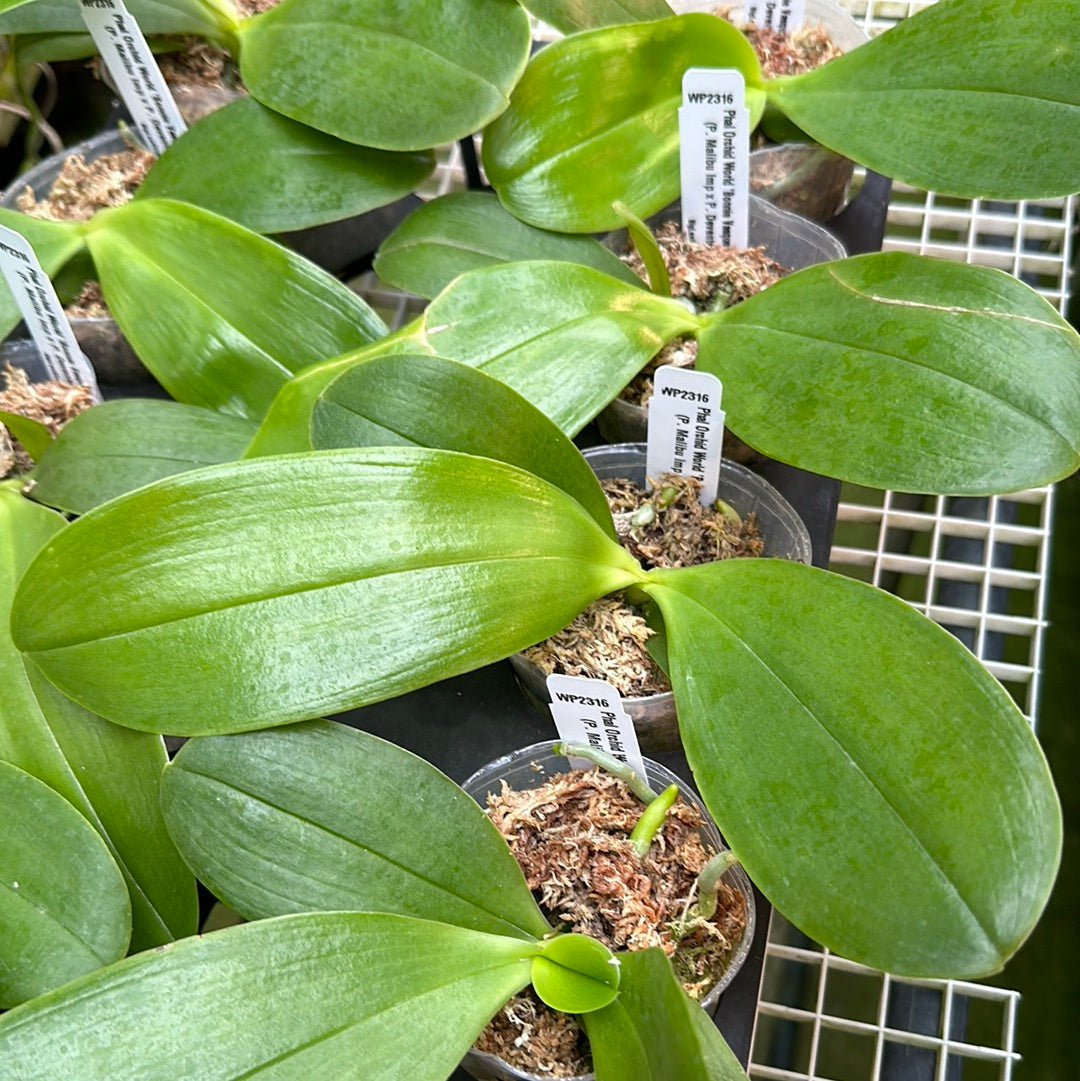 Phalaenopsis Orchid World 'Bonnie Vasquez'