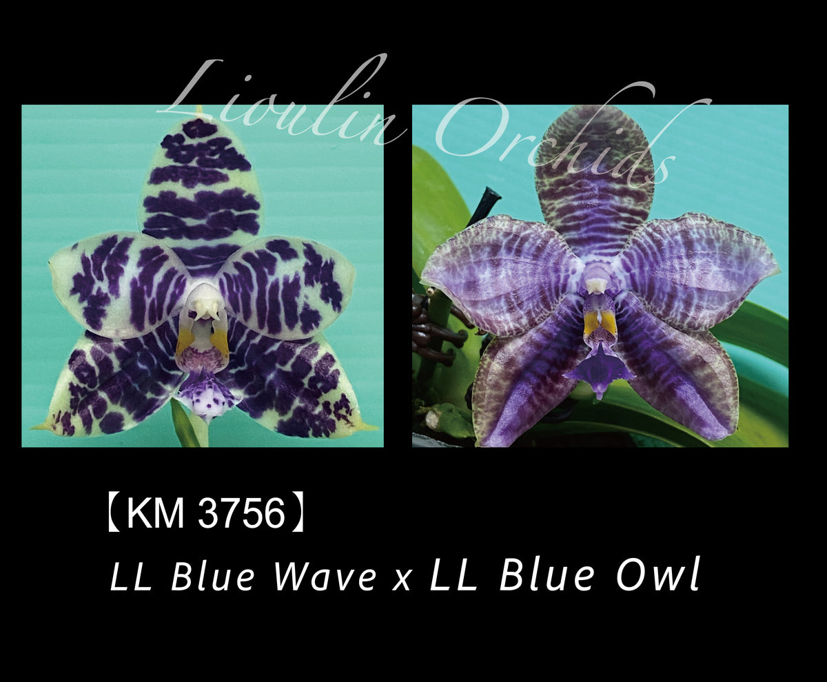KM3756 Phalaenopsis (LL Blue Wave x LL Blue Owl) - Seed Grown