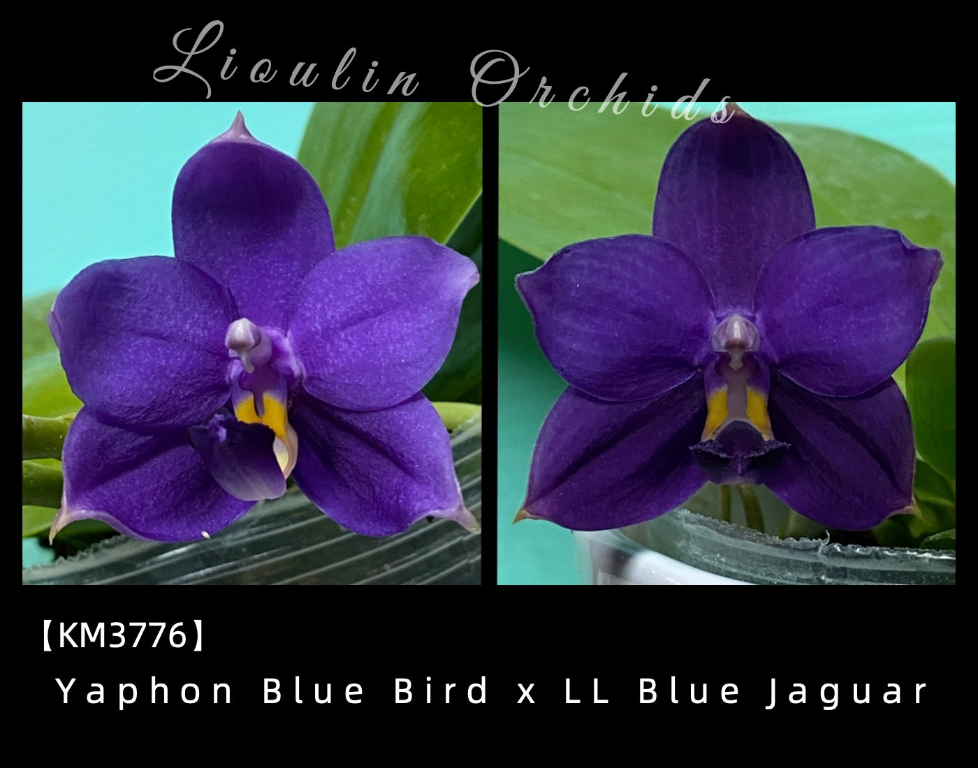 KM3776 Phalaenopsis (Yaphon Blue Bird x LL Blue Jaquar) - Seed Grown