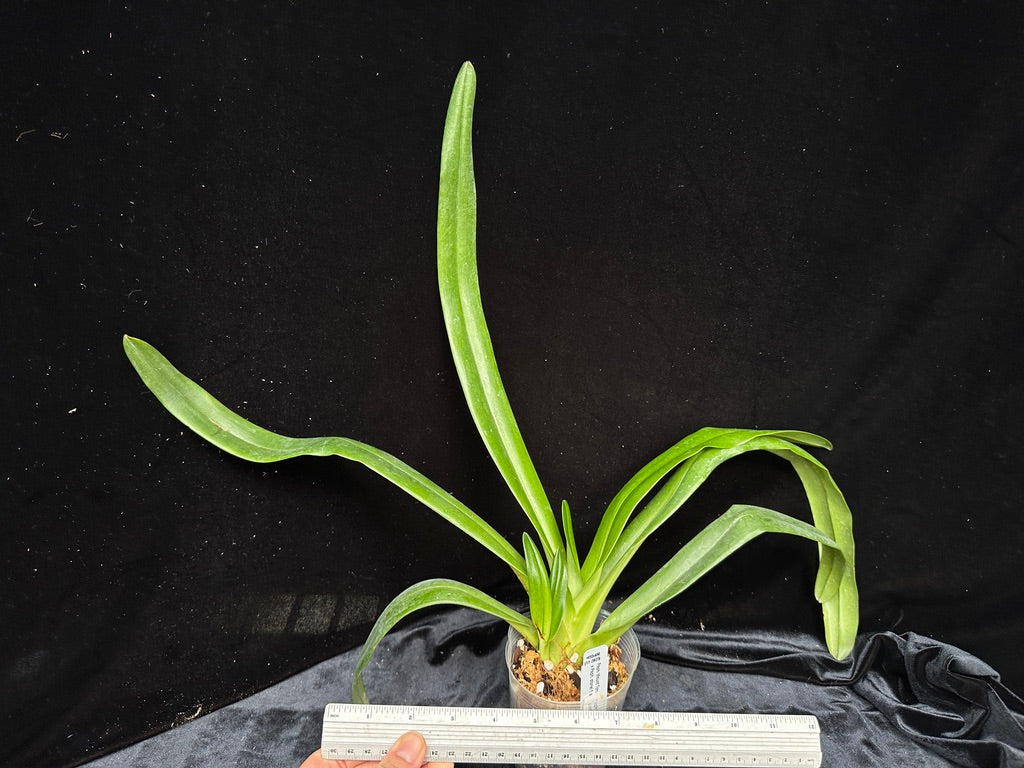 Paphiopedilum Bobby Orr (Mount Toro f. album X stonei f. album 'Formosa' CHM/TPS)