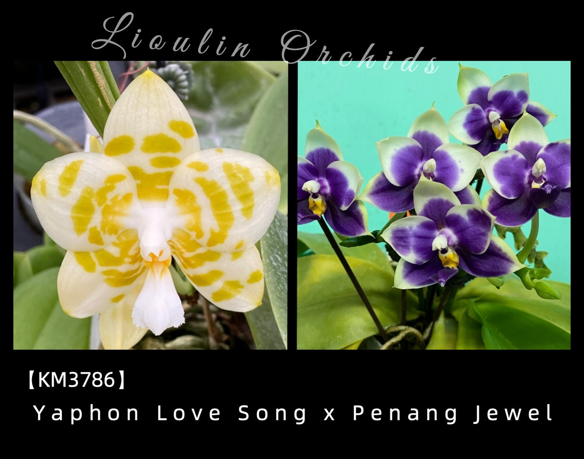 KM3786 Phalaenopsis (Yaphon Love Song x Penang Jewel) - Seed Grown