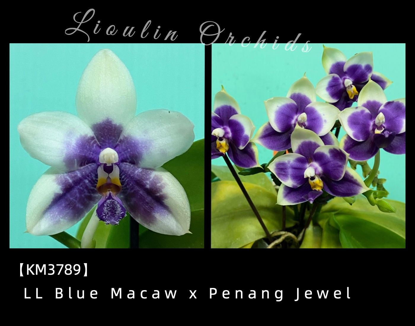 KM3789 Phalaenopsis (LL Blue Macaw x Penang Jewel) - Seed Grown