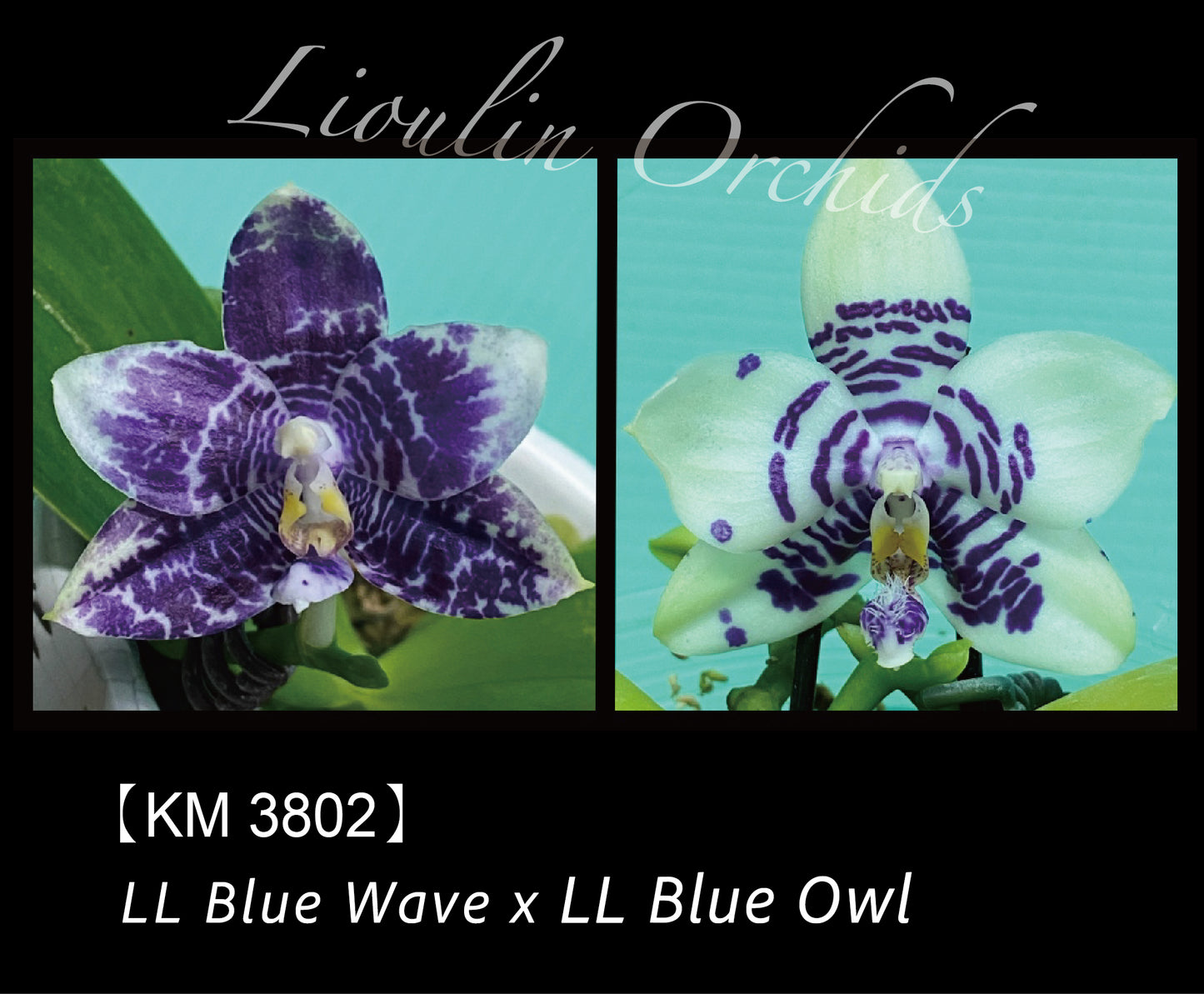 KM3802 Phalaenopsis (LL Blue Wave x LL Blue Owl) - Seed Grown