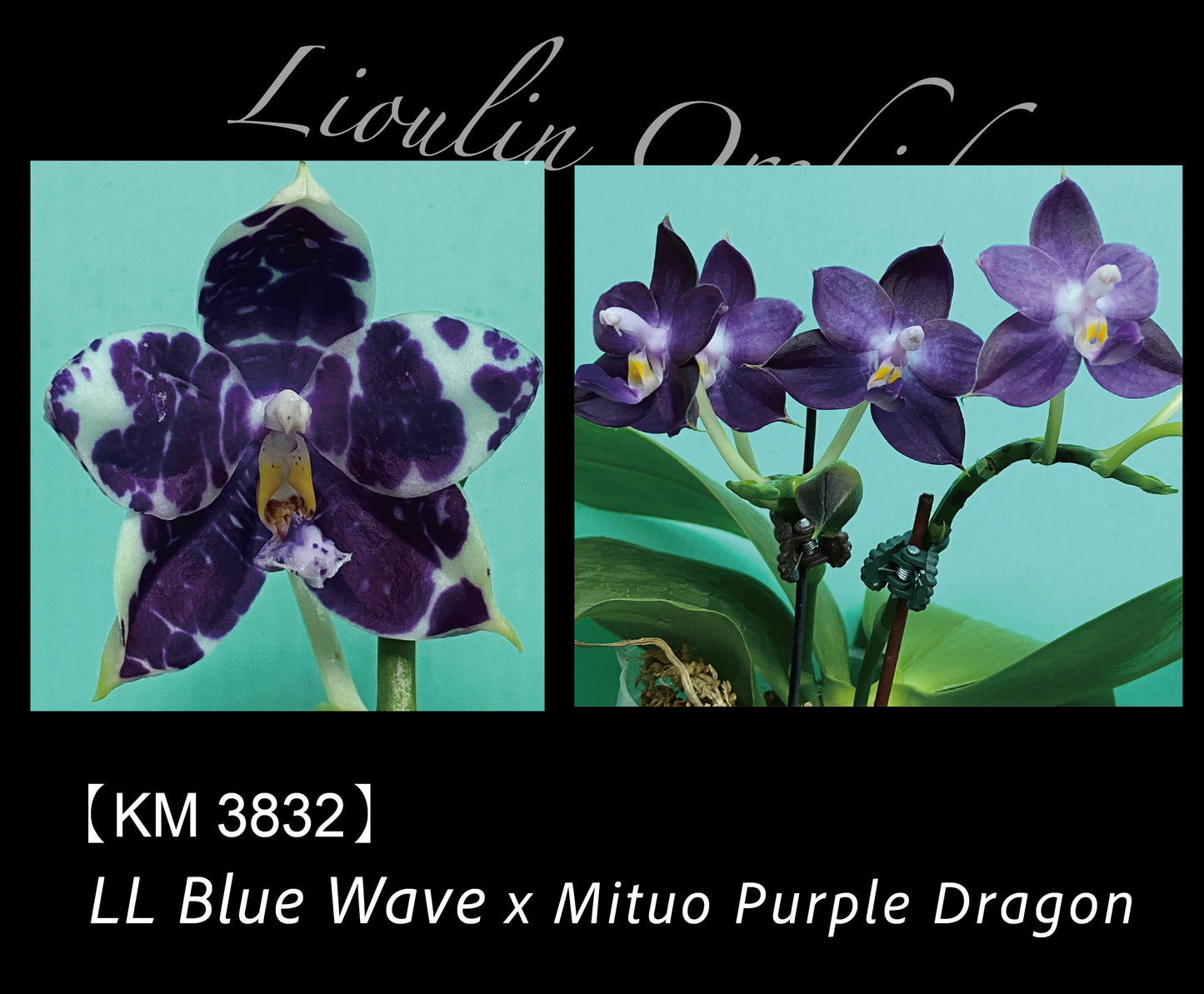 KM3832 Phalaenopsis (LL Blue Wave x Mituo Purple Dragon) - Seed Grown