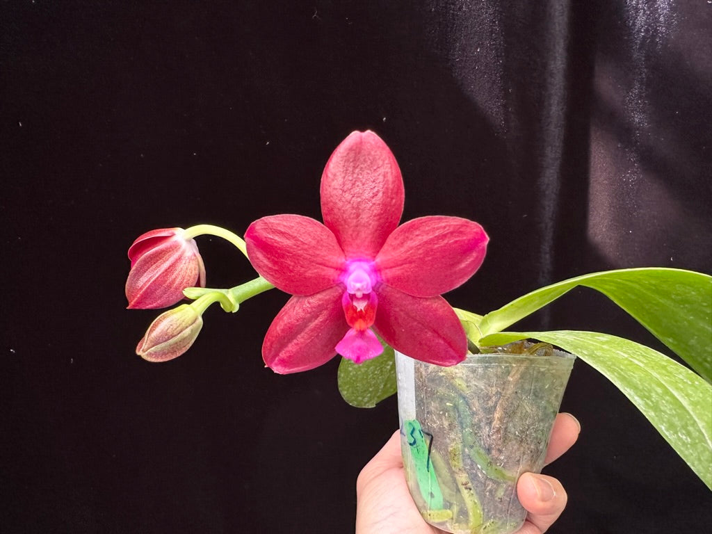 Phalaenopsis Yaphon Golden Dragon 'Red' 230602