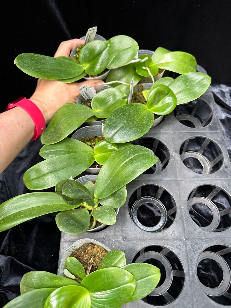 Phalaenopsis Mituo Purple Canary - Seedlings