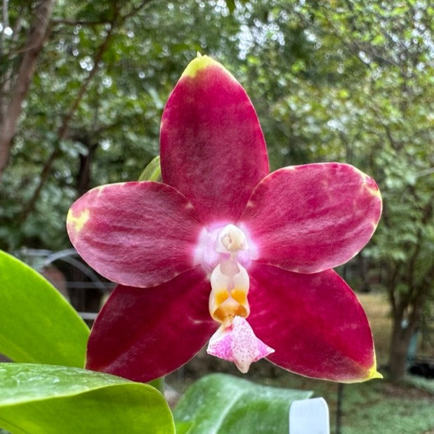 Phalaenopsis Yin's Hazel King 230915 Flowering