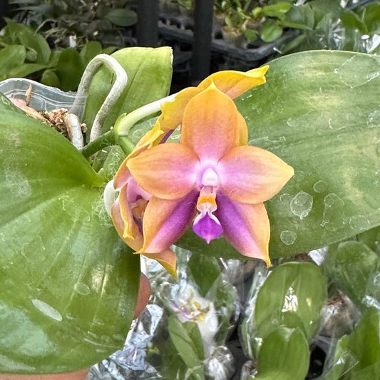 Phalaenopsis Mituo Princess x Mainshow Magic, 240514-1 Flowering