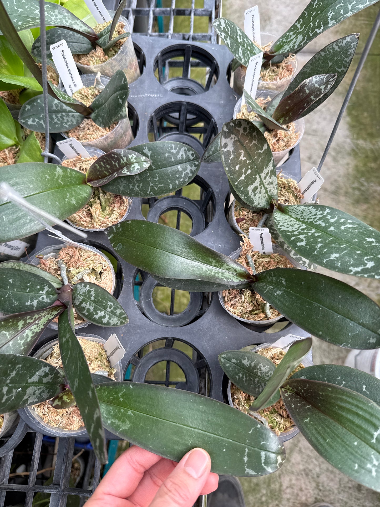 Phalaenopsis stuartiana x sib - seed grown