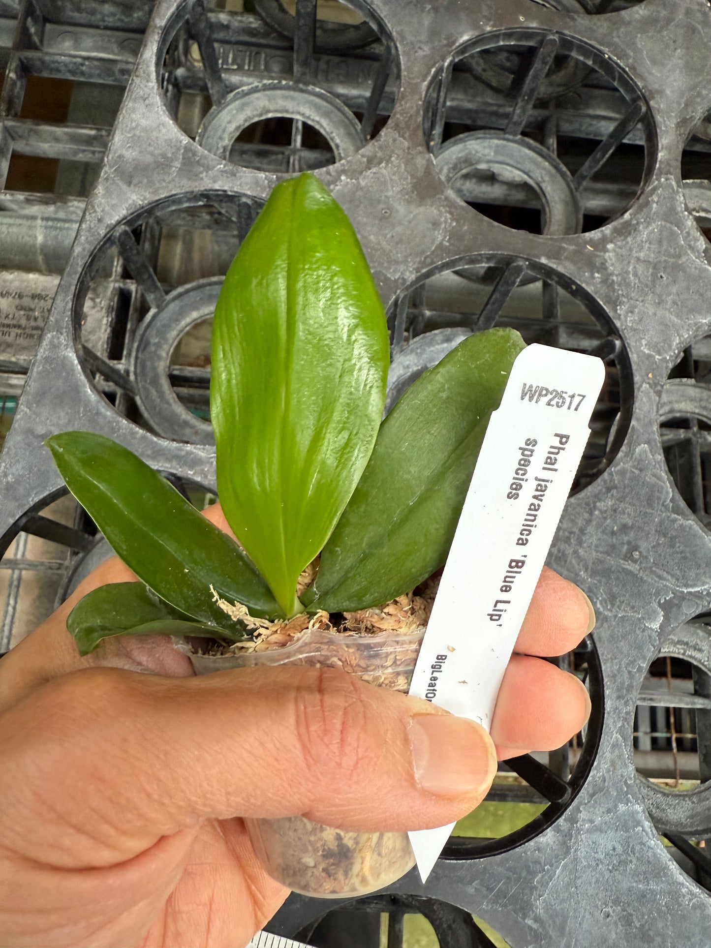Phalaenopsis javanica 'Blue Lip'