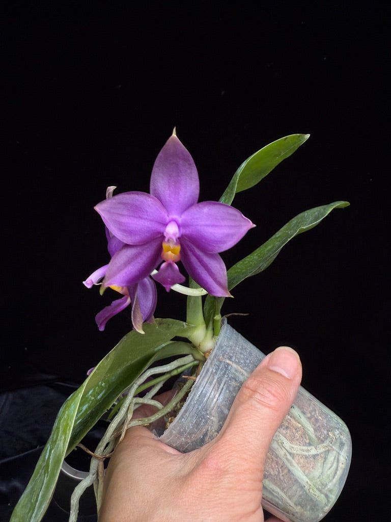 Phalaenopsis (LL Blue In Green X LL Blue Jaguar) 250515 Flowering 2 spikes