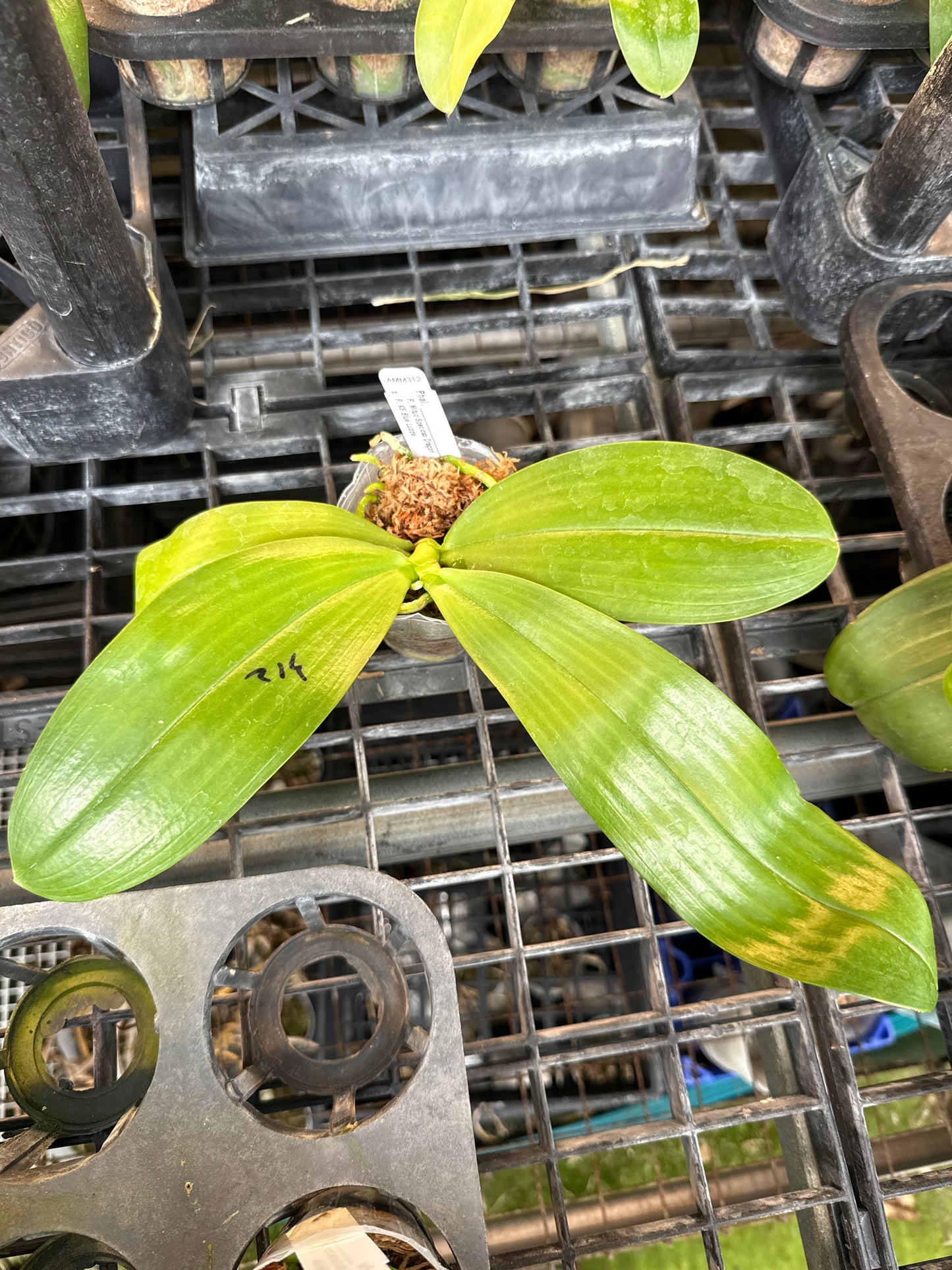 Phalaenopsis Mituo Speciosa Dragon x KS Blue Ludde