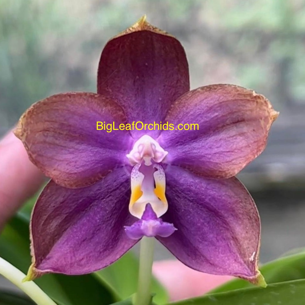 Phalaenopsis Mituo Blue Smurfs 'Sea' 230814 Flowering