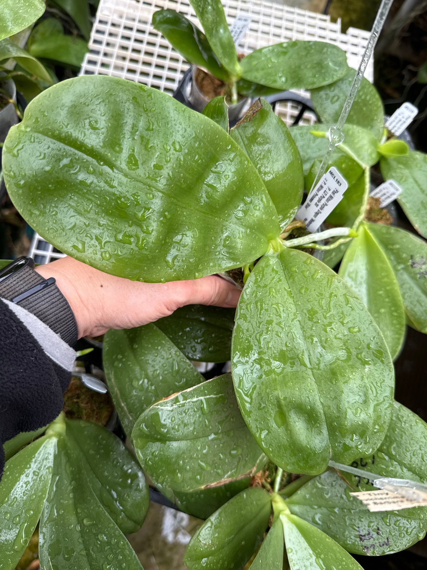Phalaenopsis Mituo Purple Dragon 'Meteroic Iron' Budding