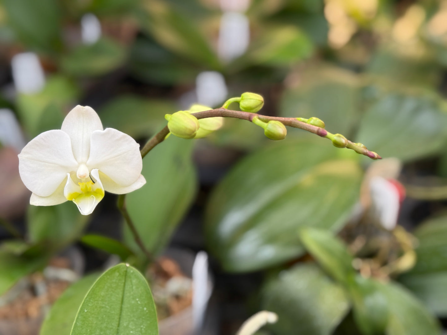 Phalaenopsis amabilis 'alba' x self - Seed Grown - Spiking