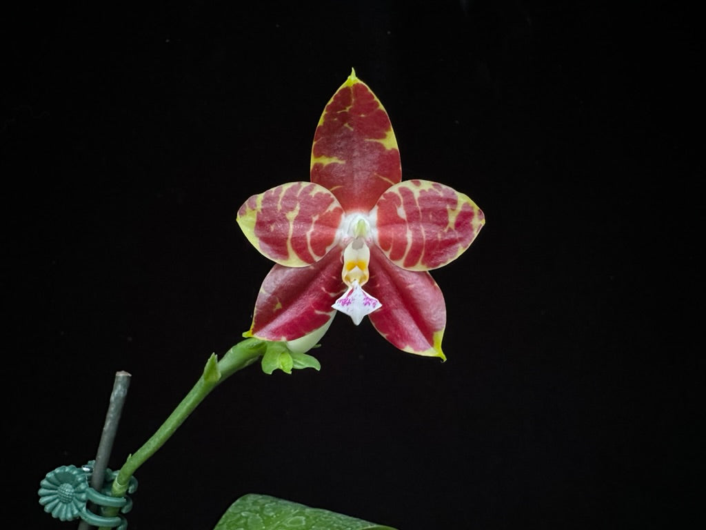 Phalaenopsis Yin's Hazel King 230902 Flowering
