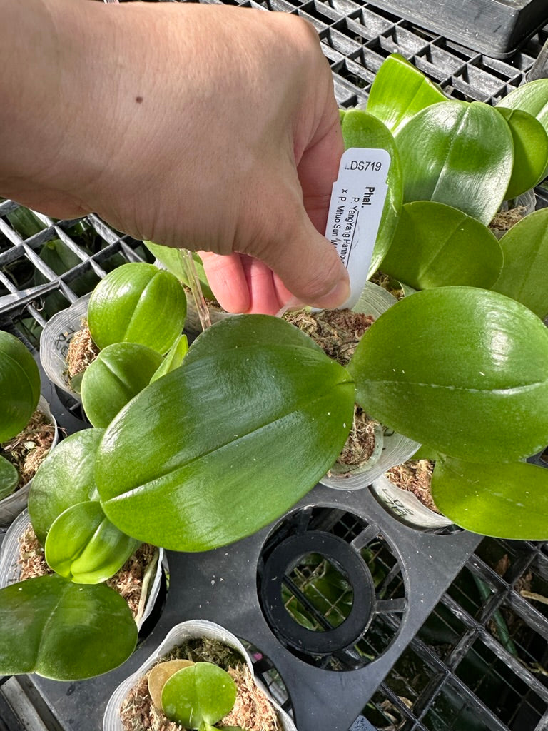 Phalaenopsis (YangYang Hannover x Mituo Sun) seedling