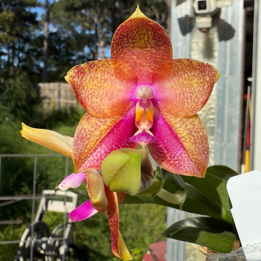 Phalaenopsis Mituo Gelb Eagle x Mituo GH King Star 250507 Flowering Seed Grown