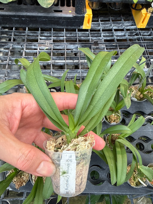Rhynchonopsis Chienlung Sapphire 'LM306'