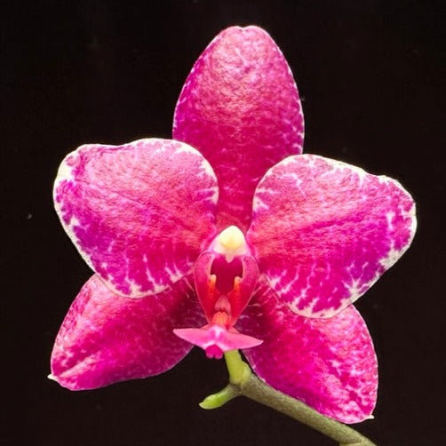 Phalaenopsis (Mituo Sun 'Yin' × Yuda Blood Red) 230806 Flowering