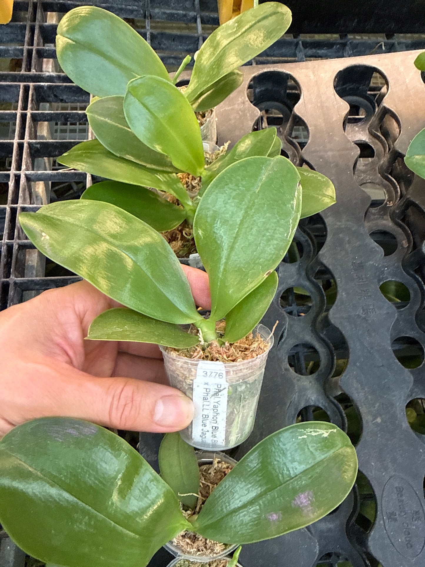 KM3776 Phalaenopsis (Yaphon Blue Bird x LL Blue Jaquar) - Seed Grown